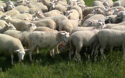 La UPA reclama la vacunación gratuita para frenar la ‘lengua azul’